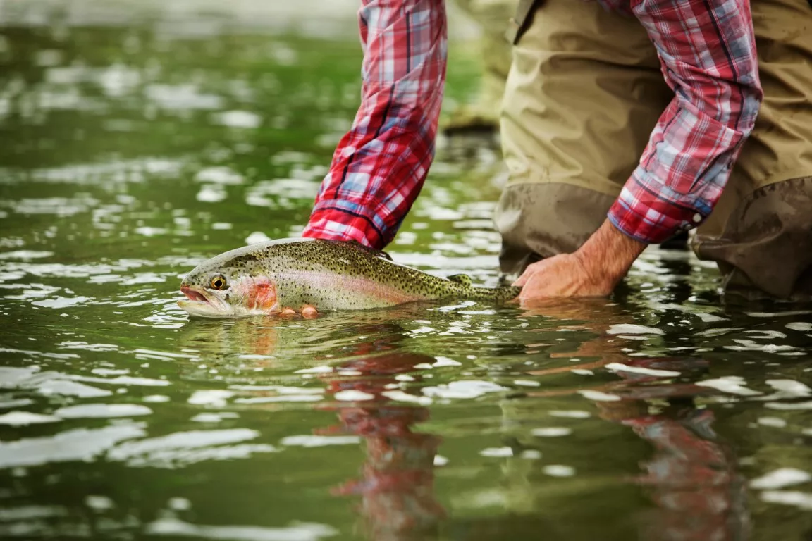 Forellen: Wahre Schätze aus Fluss &amp; See - KLAMER-Magazin